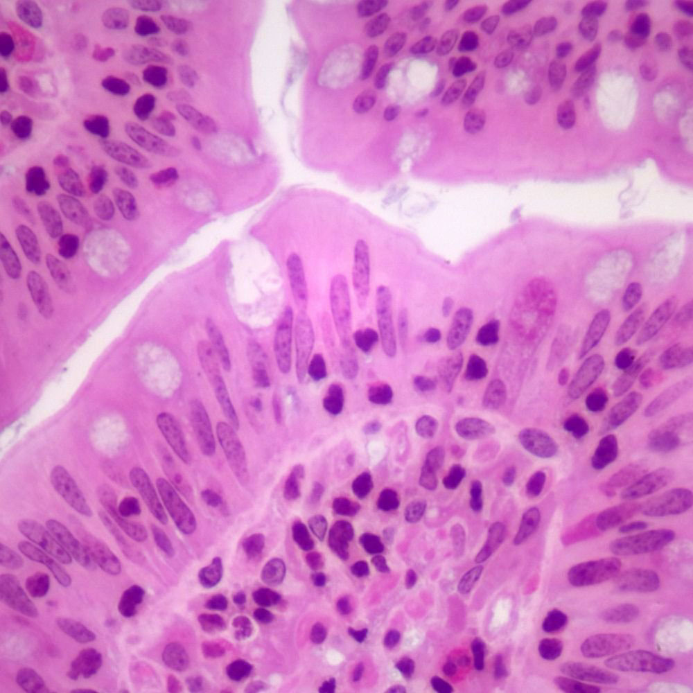 Lab Comparative Pathology